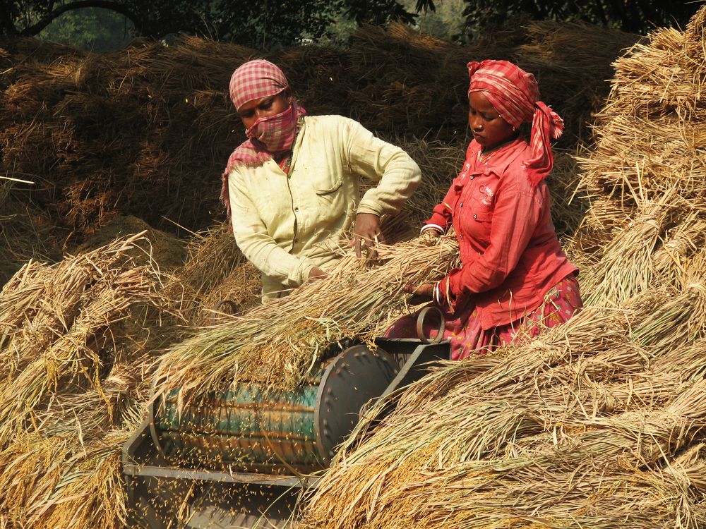 PADDY THRESHING