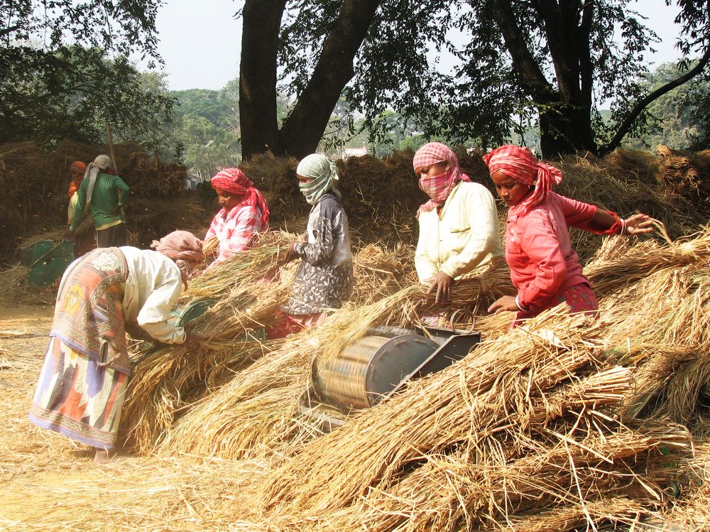 PADDY THRESHING IN GROUPS