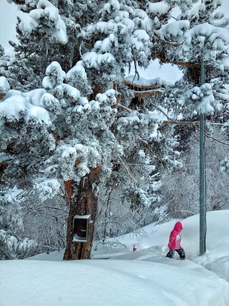 Photograph by Алла Холодова