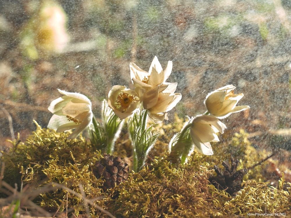 Photograph by Елена Мормоль