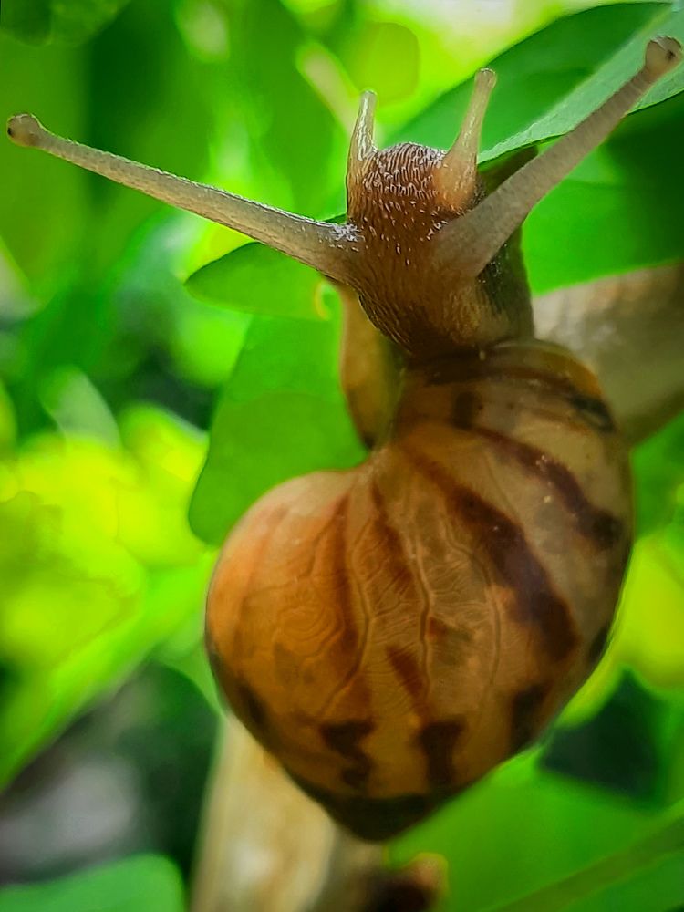 Macro shot in the wild