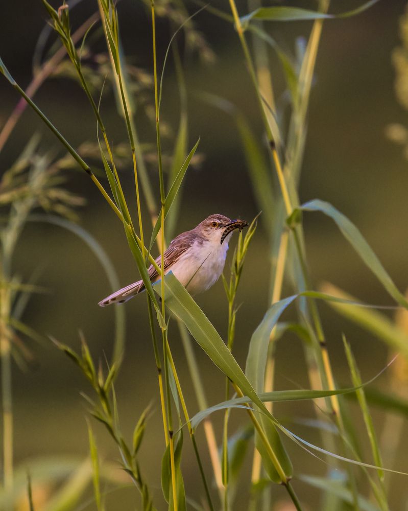 Photograph by Atul Shinde