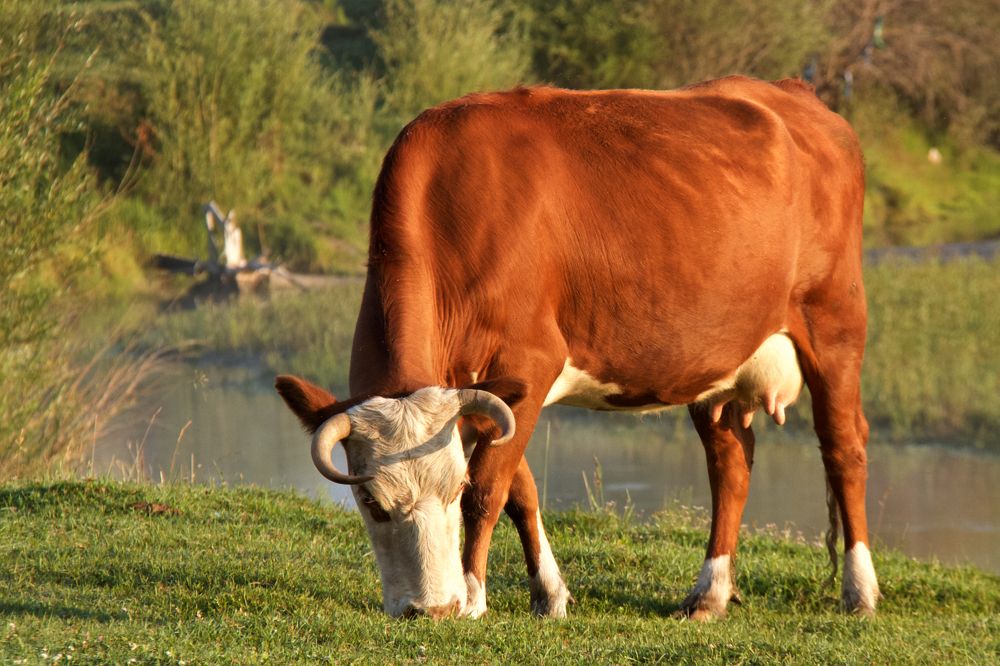 Photograph by Алёна Гильмуллина