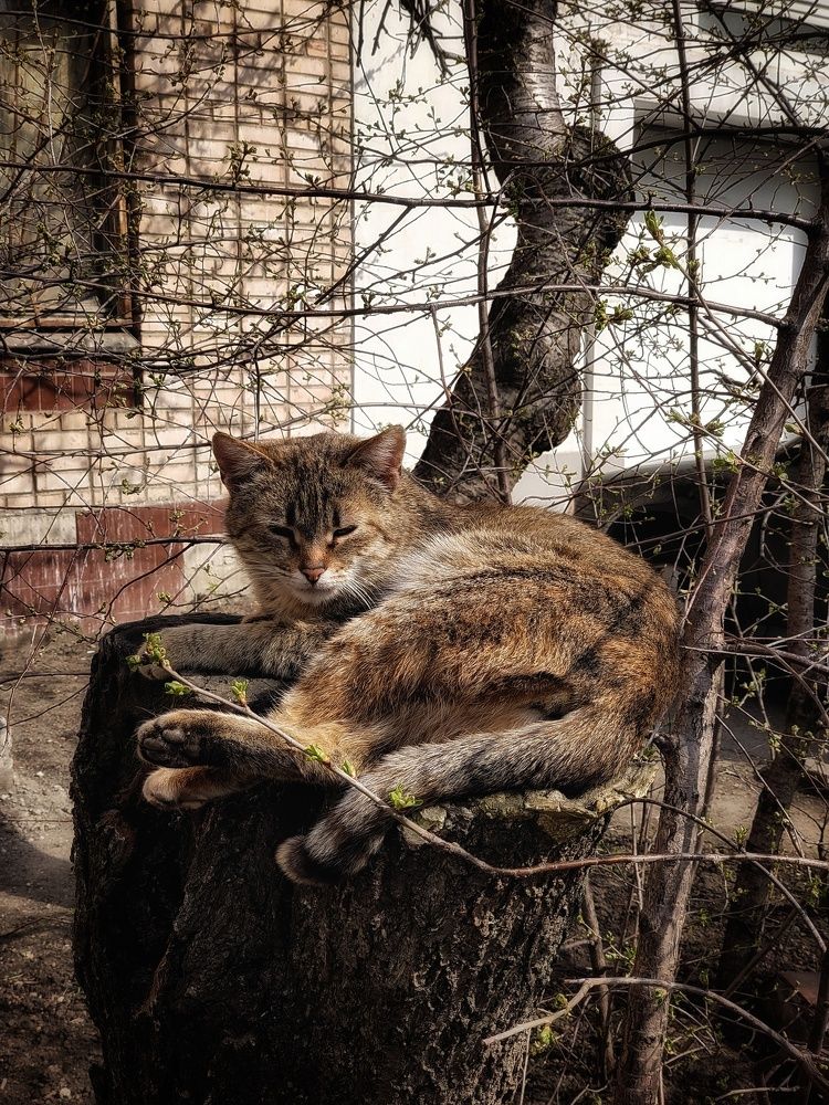 Фотография автора Ольга Игуменова