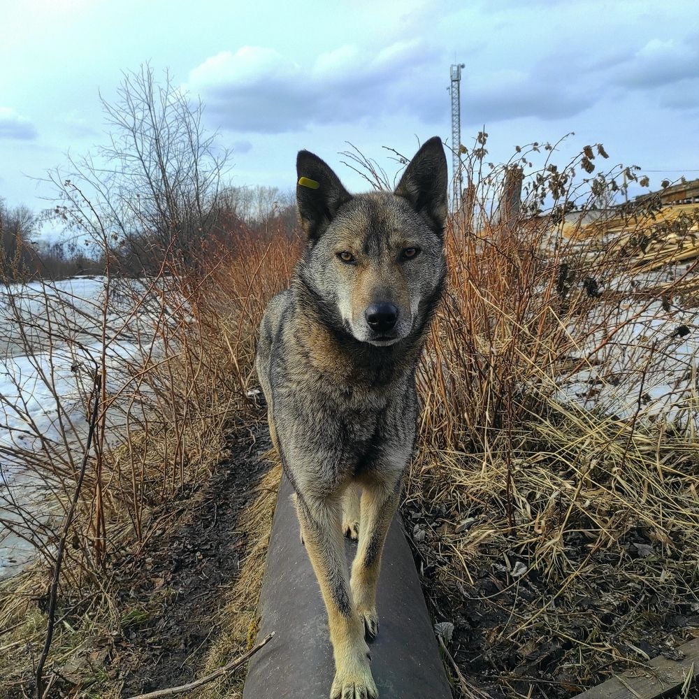 Собаки ПКС. Городской отлов, где содержатся бездомные, брошенные хозяевами, так называемые "лишние" собаки. Как правило у каждой своя непростая, в 99% случаев трагическая судьба. Но если с ними познакомиться поближе, - это адекватные, добрые, честные, кра