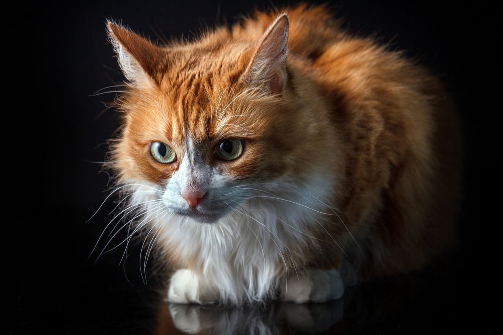 Фотография автора Дмитрий Герц