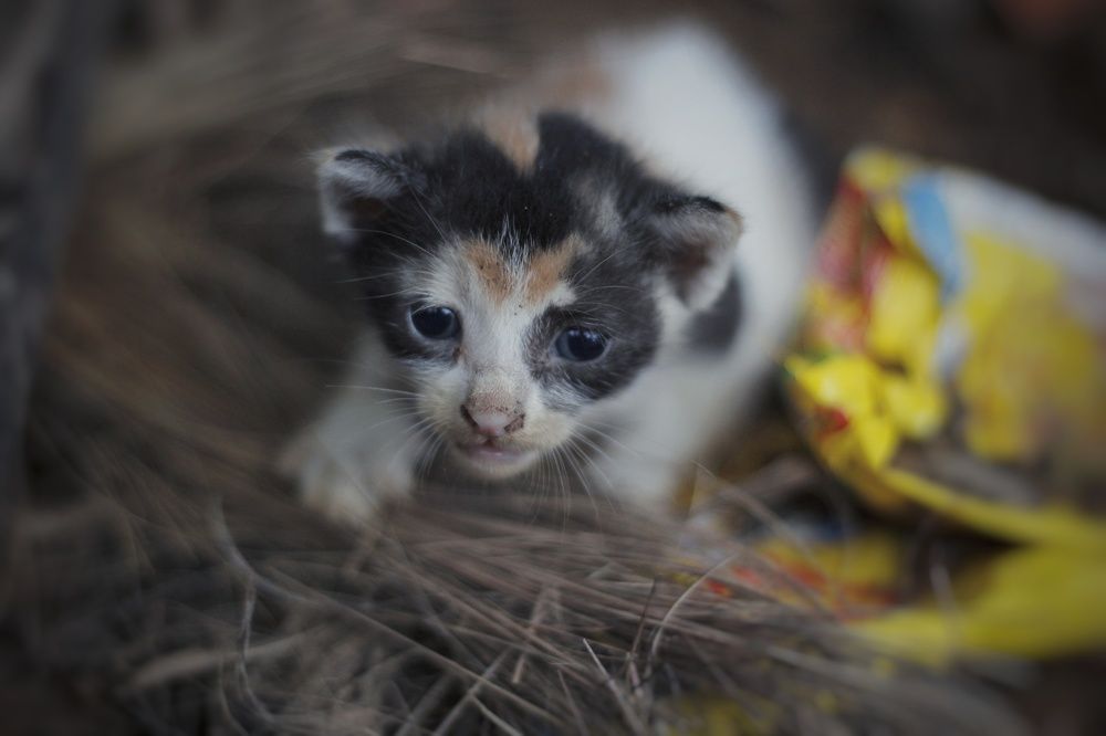 Photograph by Abhijit Shil