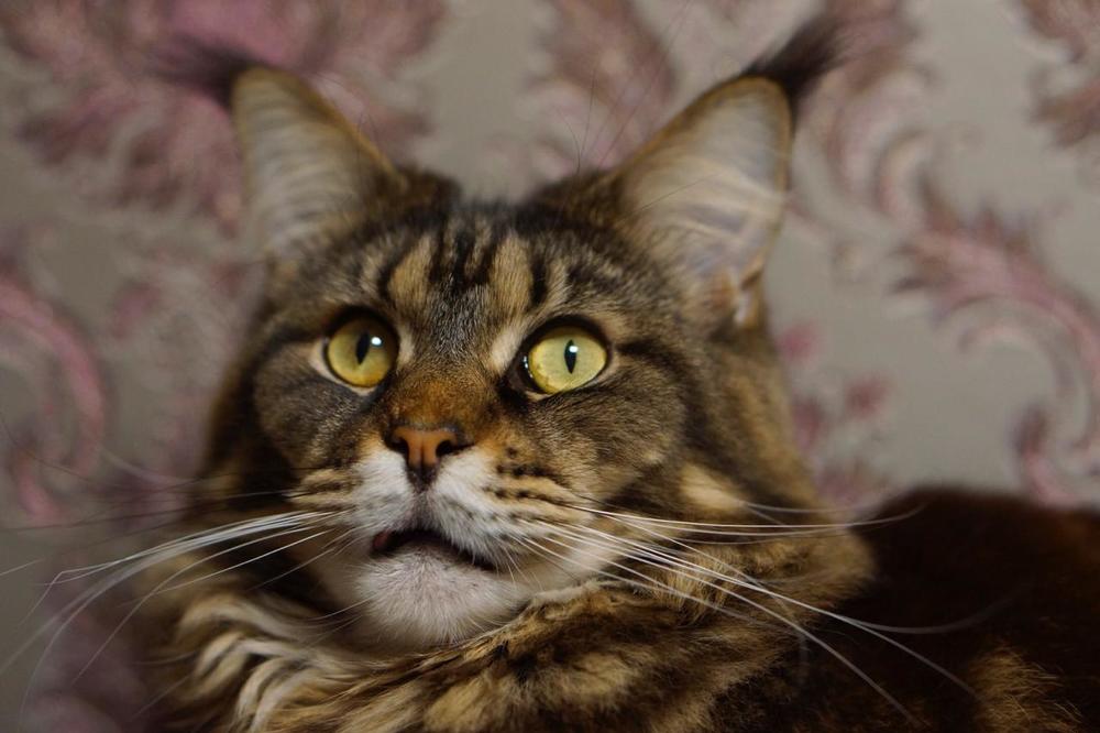 Photograph by Эльза Чанба