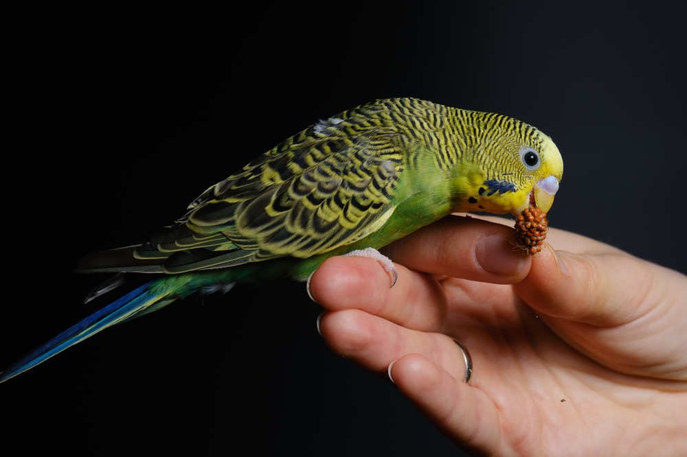 Photograph by Александр Серняк