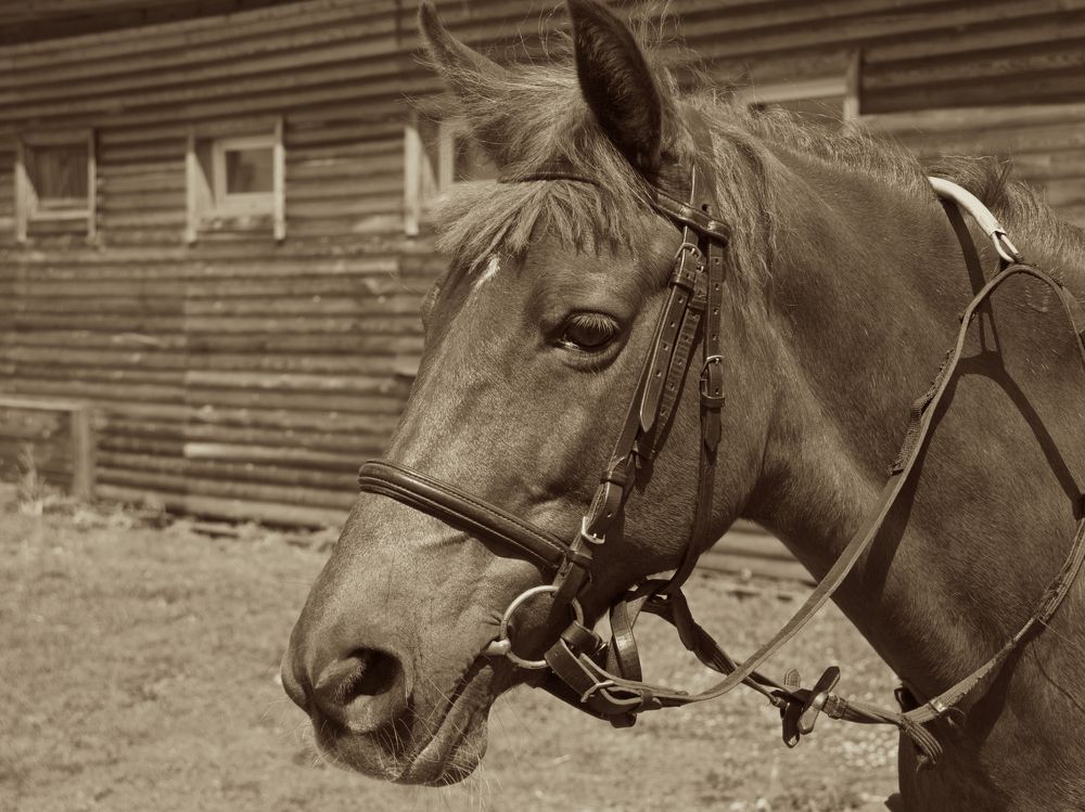 Photograph by Алёна Гильмуллина