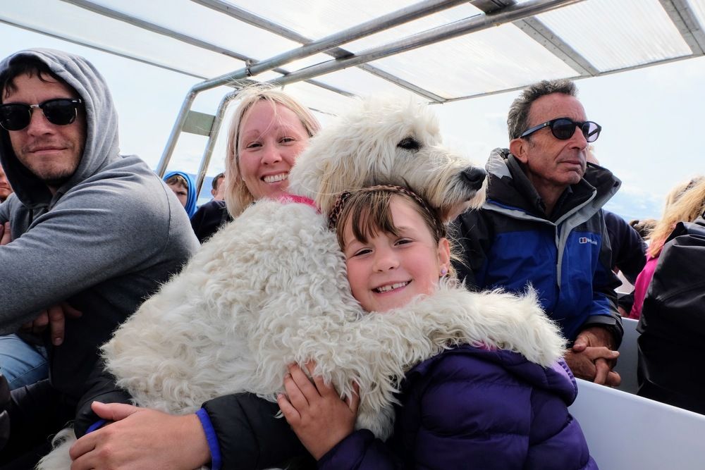 The Love of a Golden Doodle