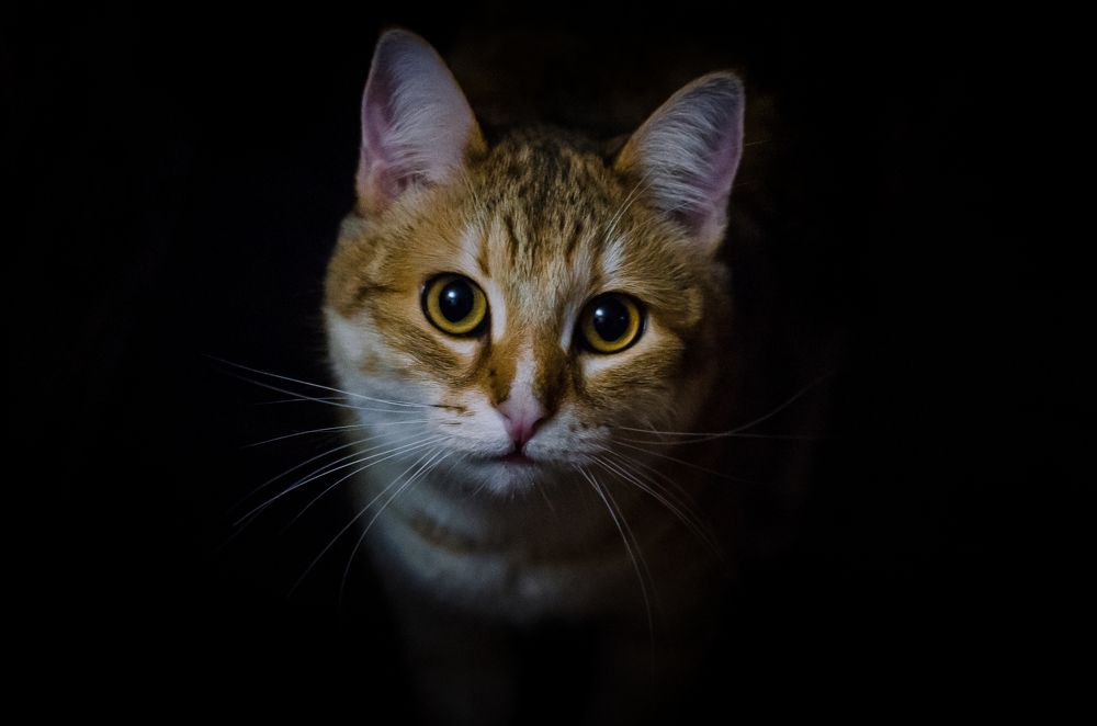 Photograph by Алексей