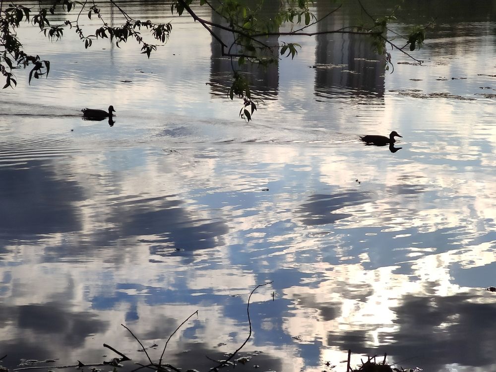 Утки в облаках