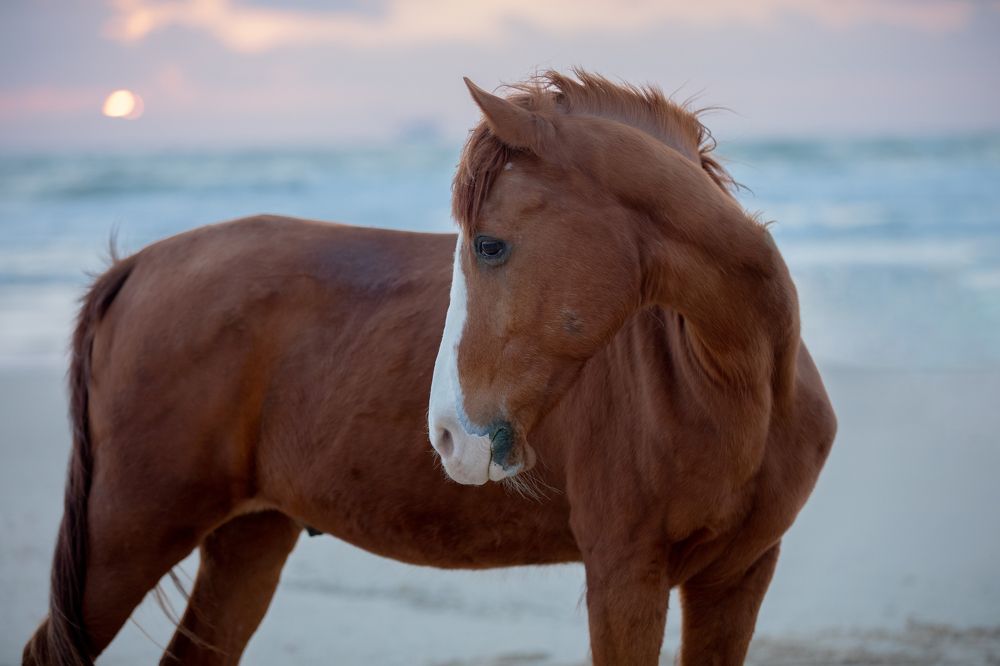 The beautiful Speedy