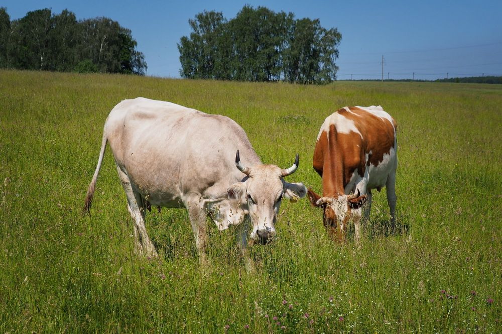 Подмосковные Бурёнки