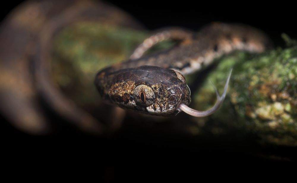 Photograph by Osanda Dissanayake