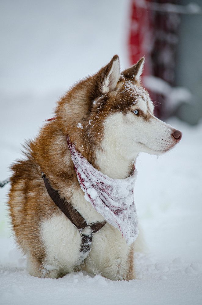 Photograph by Олег Смирнов