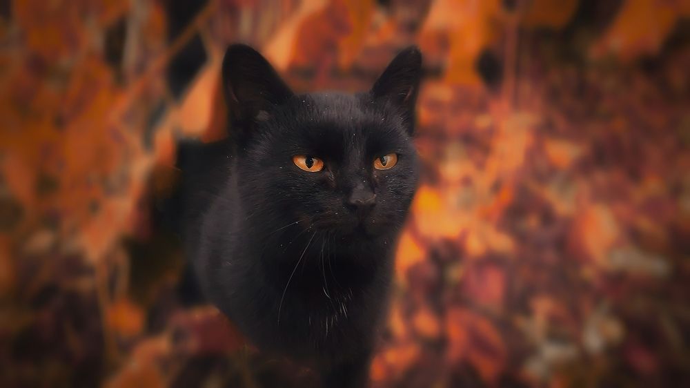 Photograph by Кристина Шляхова