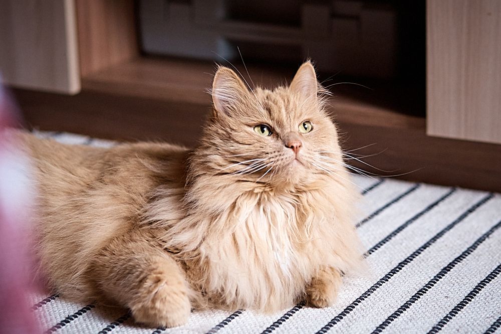 Фотография автора Александр Османов