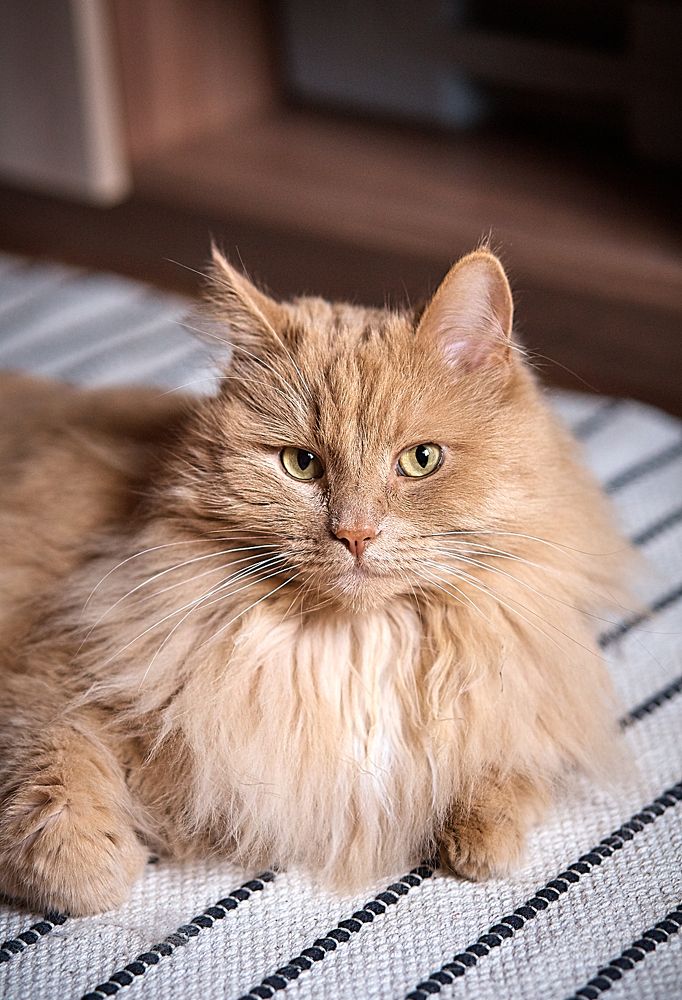 Фотография автора Александр Османов