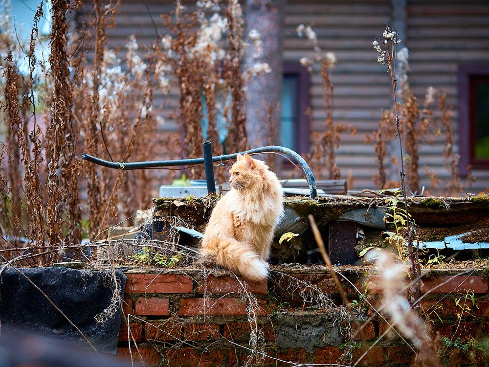 Фотография автора Александр Османов
