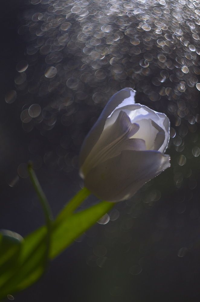 Photograph by Зоя