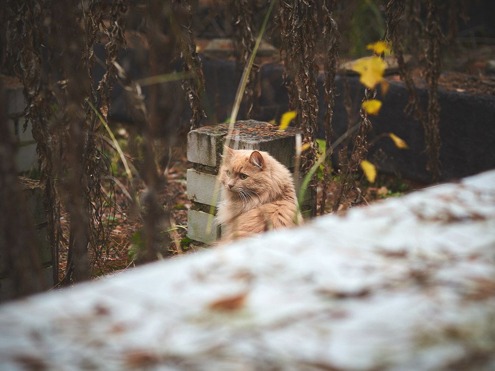 Фотография автора Александр Османов