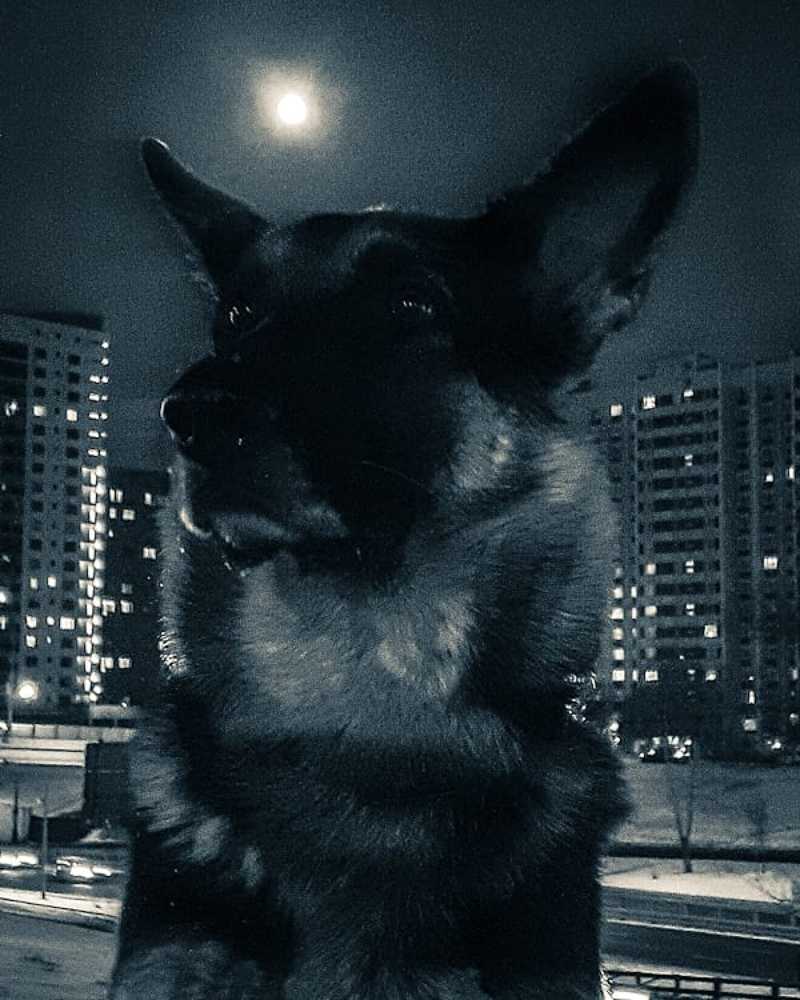 night watch / ночной дозор
