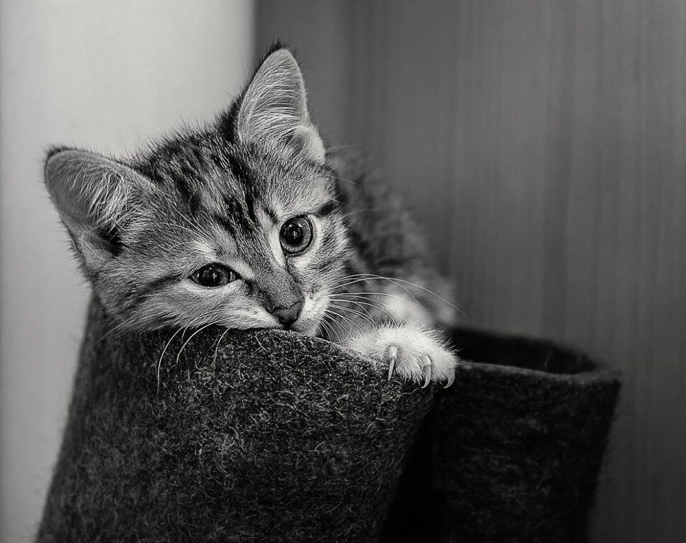 на валенках