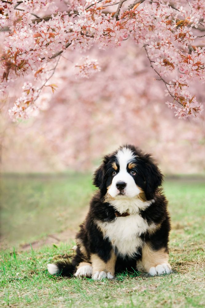 Photograph by helga golubew