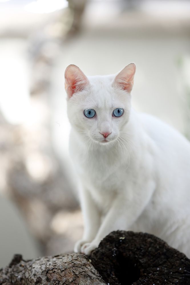 The white cat