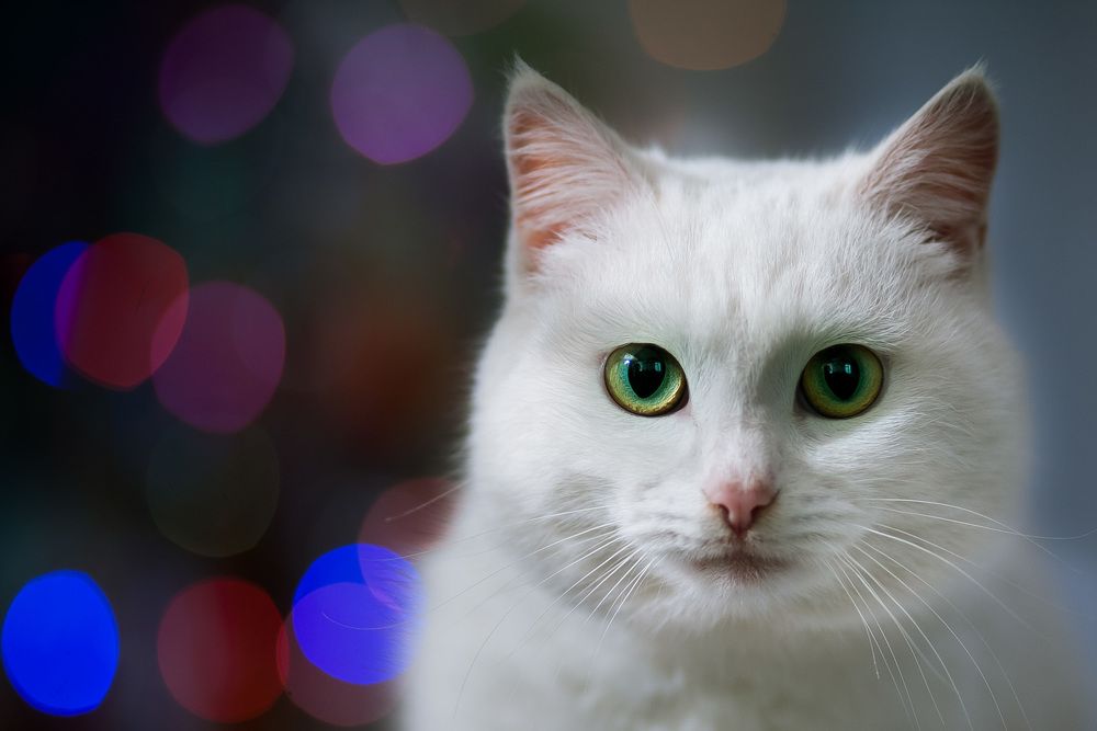 Photograph by Наталья Соболева