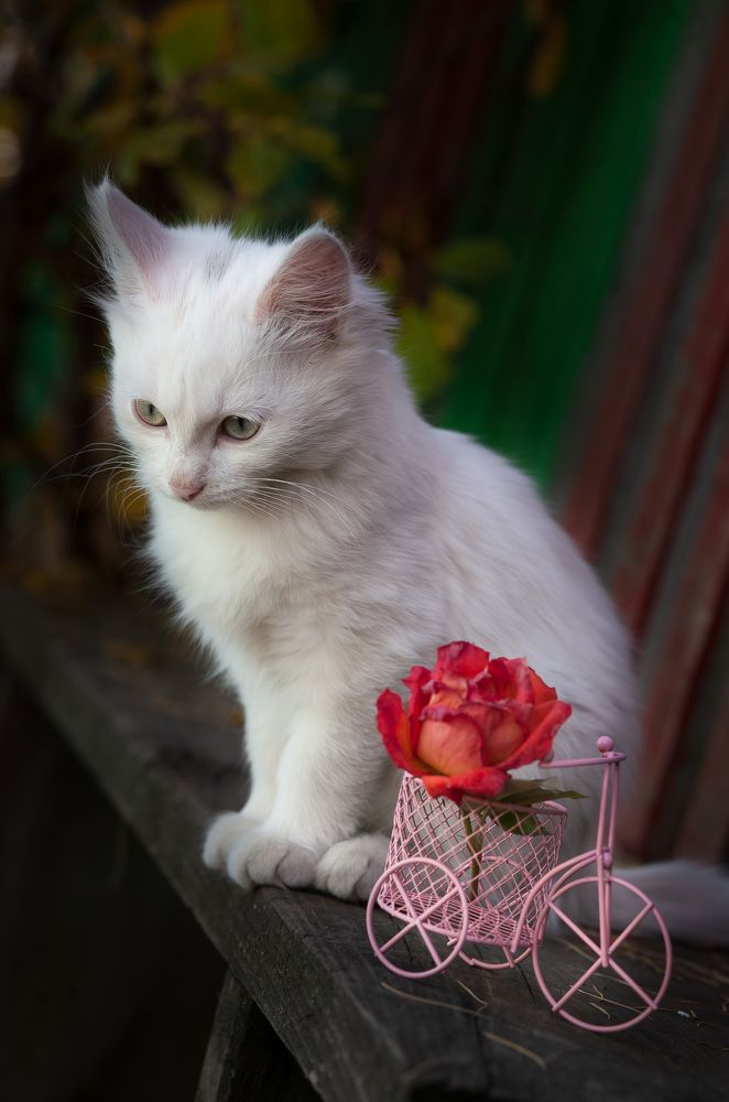 Photograph by Наталья Соболева