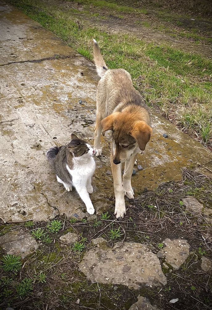 Кошка друг собаки