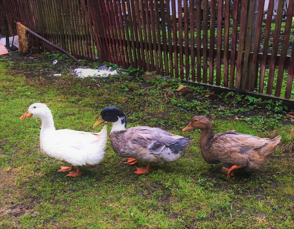 Три весёлых утки