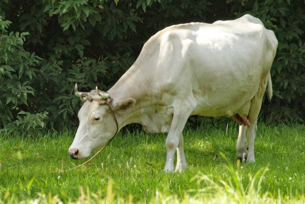 Photograph by Николай Николаевич Леухин