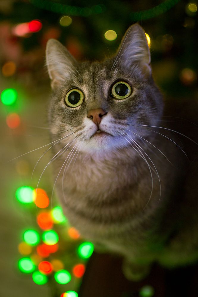 Photograph by Светлана Ветрова