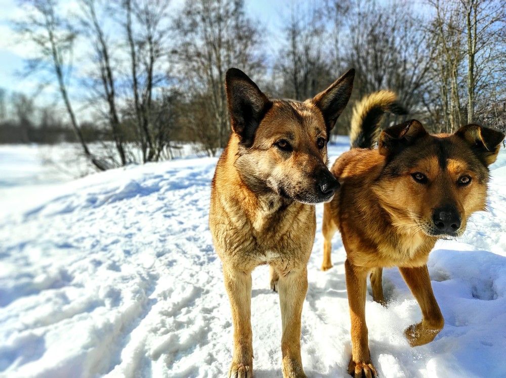 Два товарища