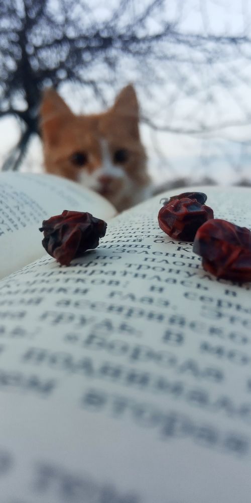 Photograph by Дарья Лазарева