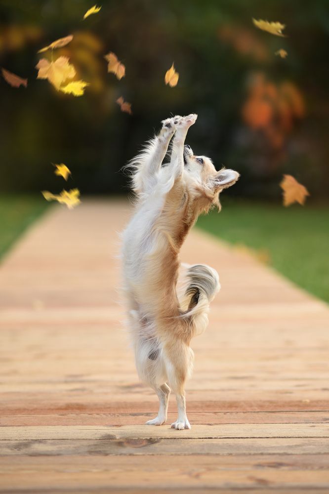 Мистер "Грация"