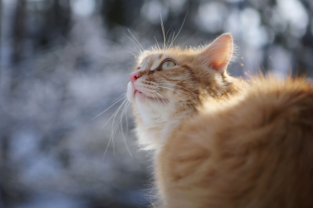 я на солнышко гляжу.