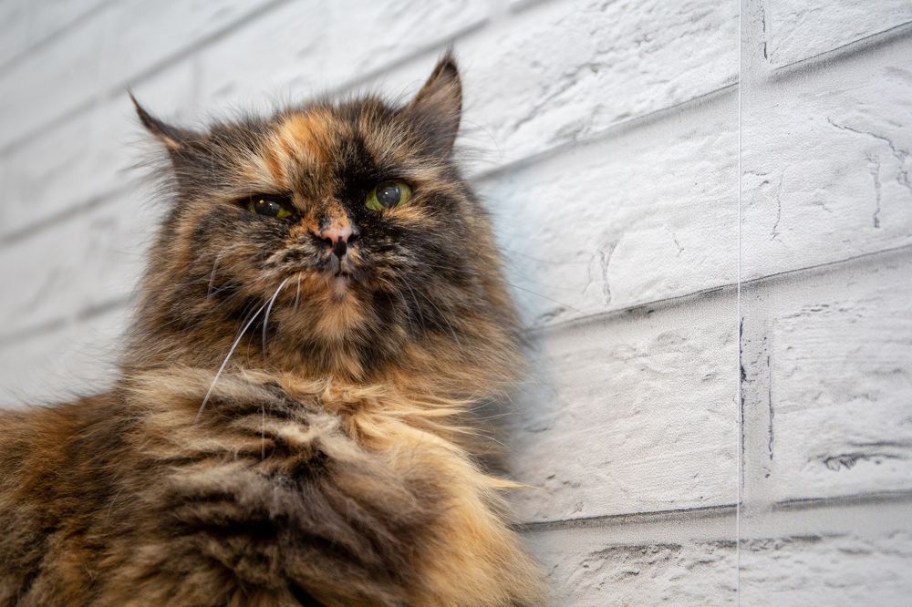 Photograph by Наталья Катюжанская