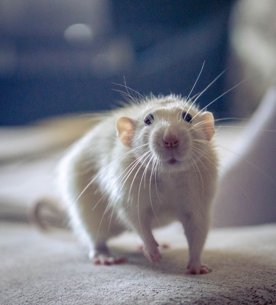 Photograph by Михаил Кручинин