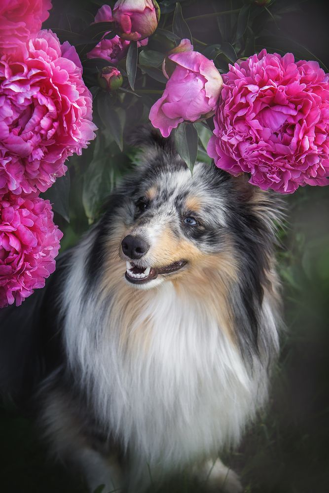 Цветочное настроение