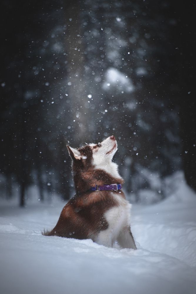 Photograph by Мария Калинина