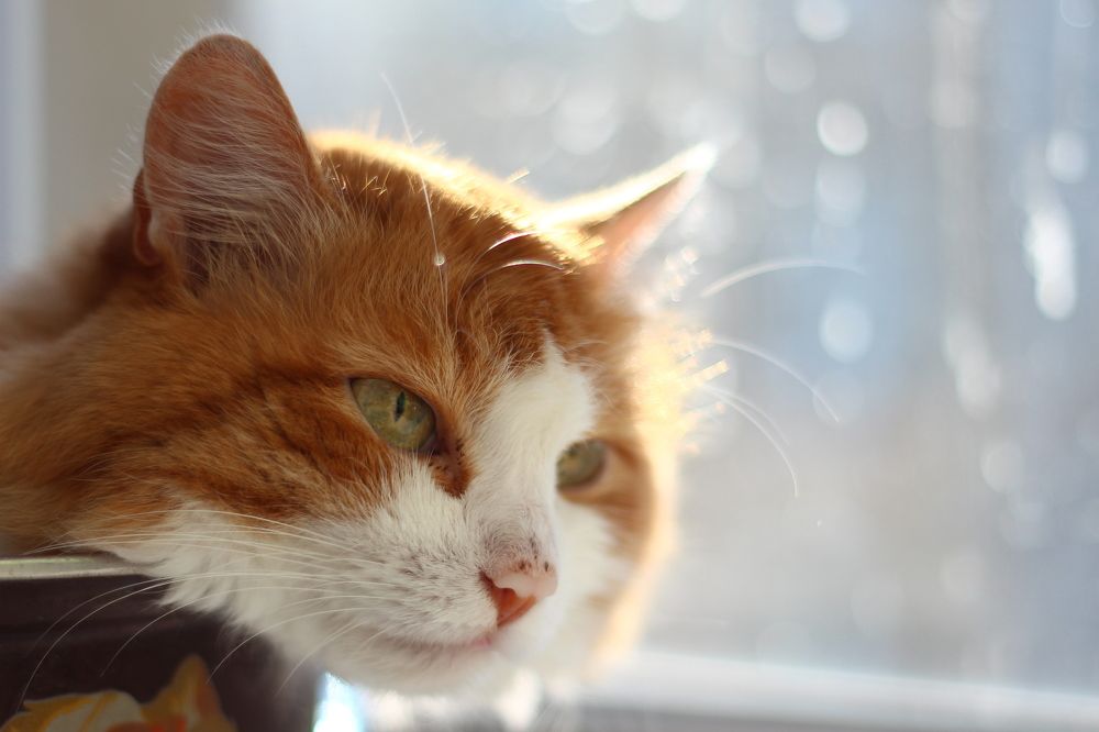 Photograph by Наталья Сазонова