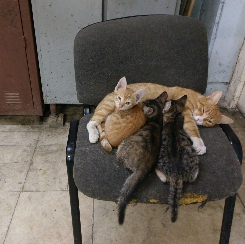 Photo #6067165