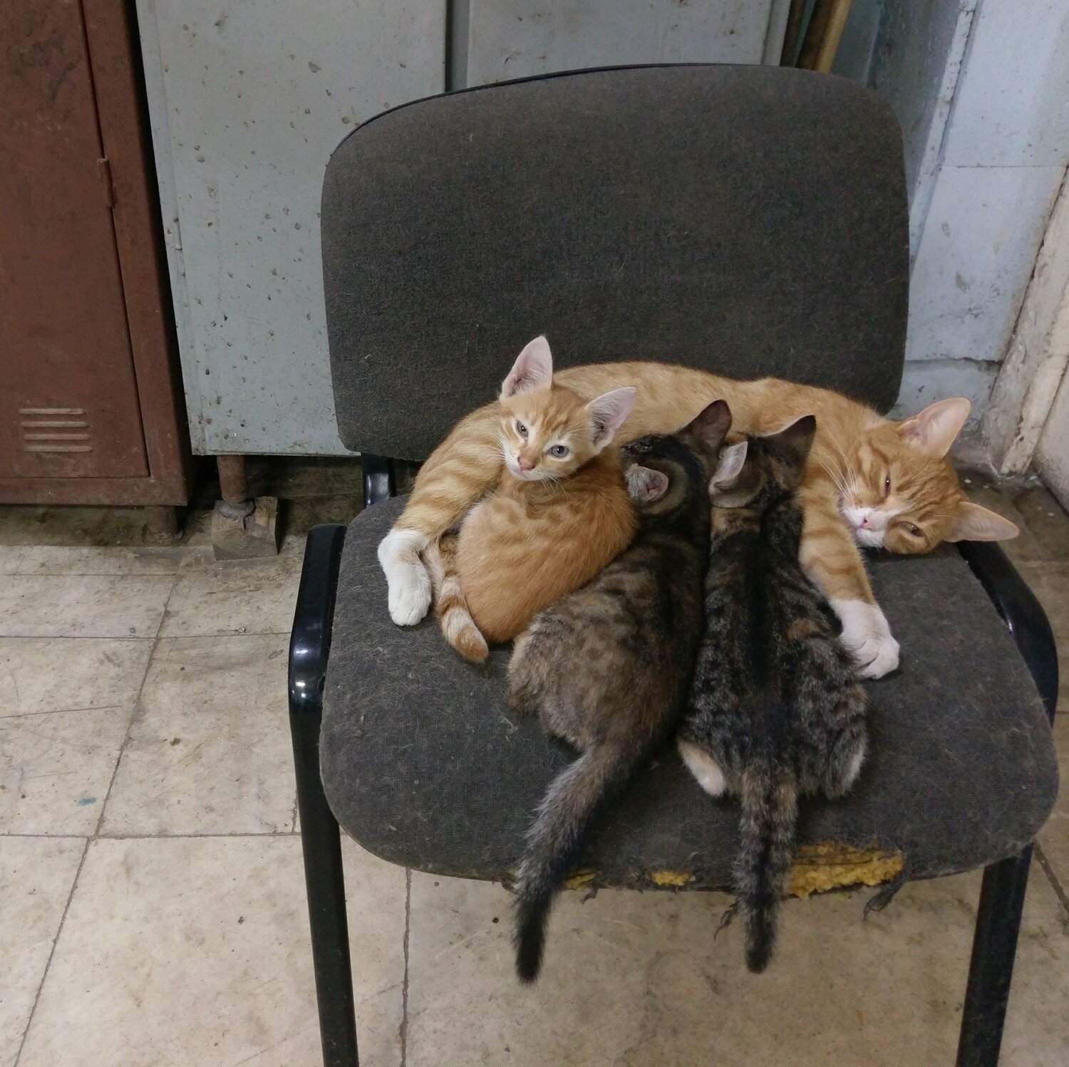Photo #6067165