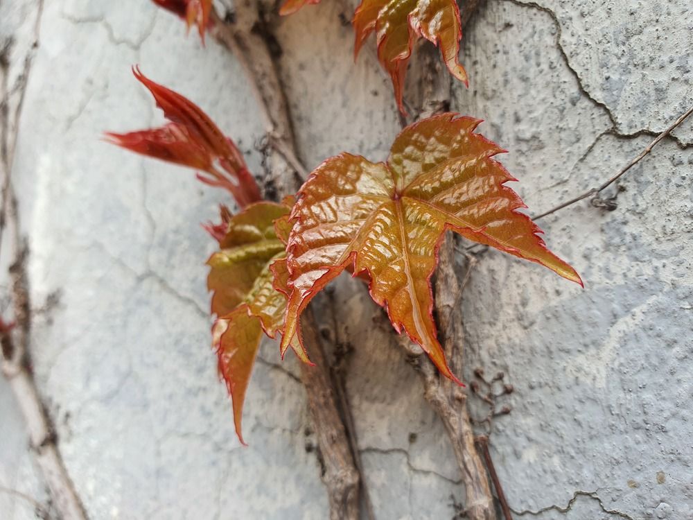 Photograph by mikhail goryachev