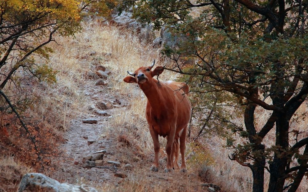 Photograph by Marat Magov